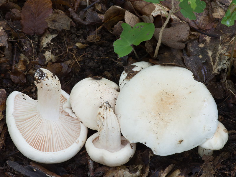 Hygrophorus penarioides